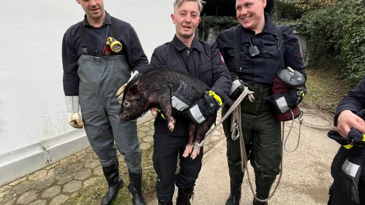 FW Hagen: Tierische Rettung, Schwein aus Notlage befreit - Foto: presseportal.de