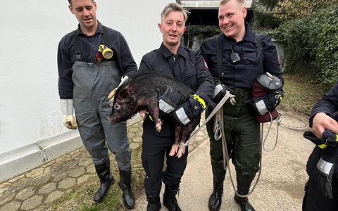 FW Hagen: Tierische Rettung, Schwein aus Notlage befreit - Foto: presseportal.de