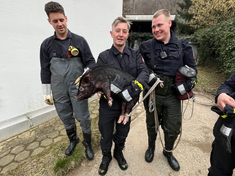 FW Hagen: Tierische Rettung, Schwein aus Notlage befreit - Foto: presseportal.de