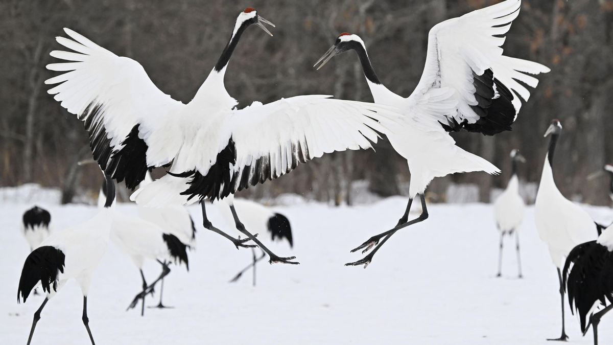 In den vergangenen Wochen sind in Japan etliche Menschen im Zuge massiven Schneefalls gestorben.  - Foto: -/kyodo/dpa