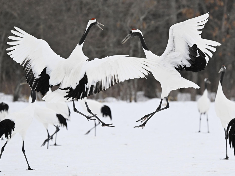 In den vergangenen Wochen sind in Japan etliche Menschen im Zuge massiven Schneefalls gestorben.  - Foto: -/kyodo/dpa