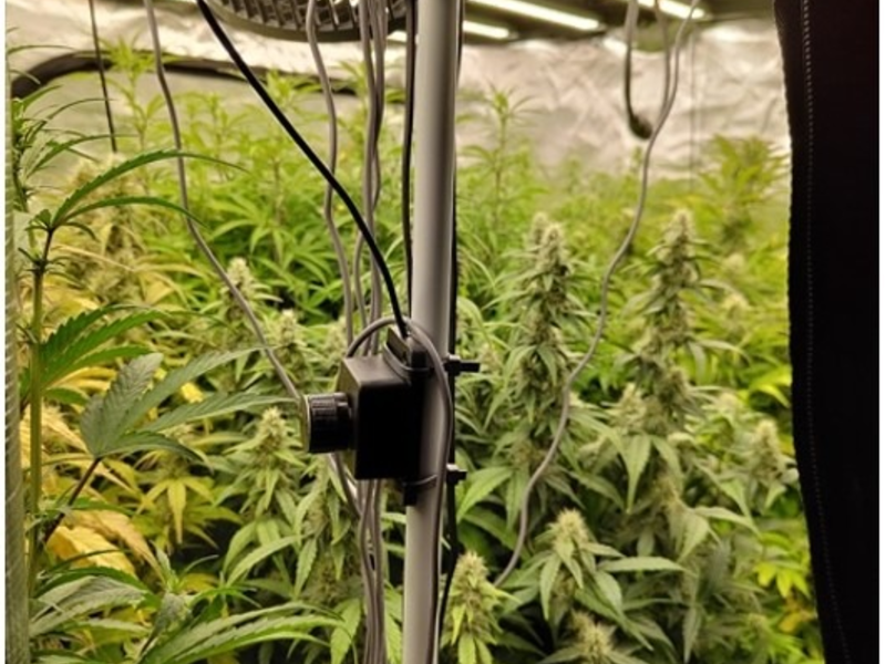 POL-LG: ++ Cannabispflanzen aufgefunden ++ Suche nach einem vermissten Mann ++ Diebstahl aus Bekleidungsgeschäft - Sicherungsalarm ausgelöst ++ Einbruch in zwei nebeneinanderstehende Transporter ++ - Foto: presseportal.de