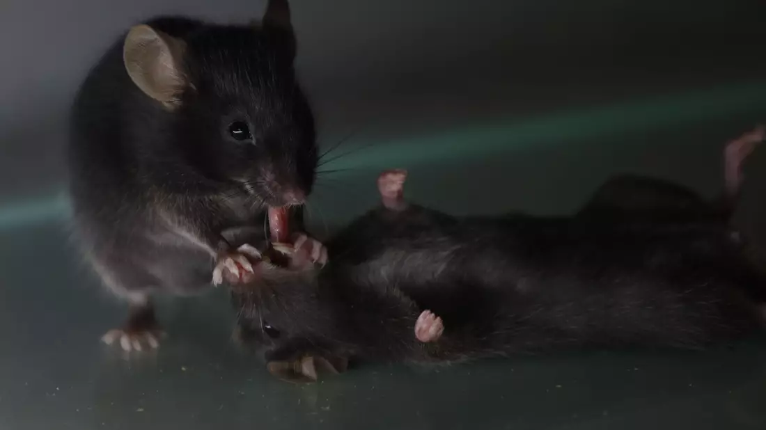 Mäuse kümmern sich um vertraute, bewusstlose Artgenossen. Sie lecken etwa am Fell und ziehen auch schon mal die Zunge ein Stück heraus.  - Bild: Wenjian Sun And Guang-Wei Zhang/dpa