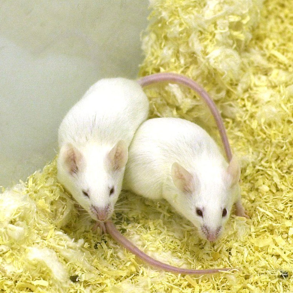 Die Forschenden vermuten, dass die Hilfsbereitschaft der Mäuse ein angeborenes Verhalten ist. (Symbolbild) - Foto: picture alliance / dpa