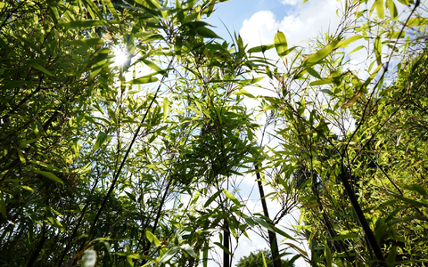 Am BGH geht es am Freitag um eine Bambushecke. (Archivbild) - Foto: Marcus Brandt/dpa