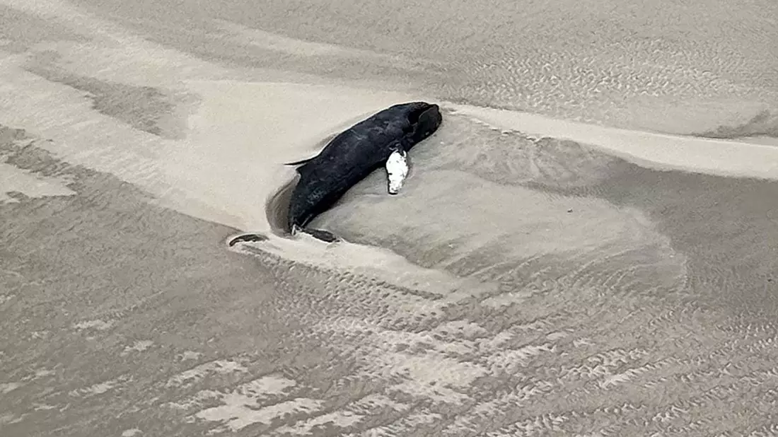Der tote Buckelwal liegt im Sand in einer Senke. - Bild: -/Citynewstv/dpa