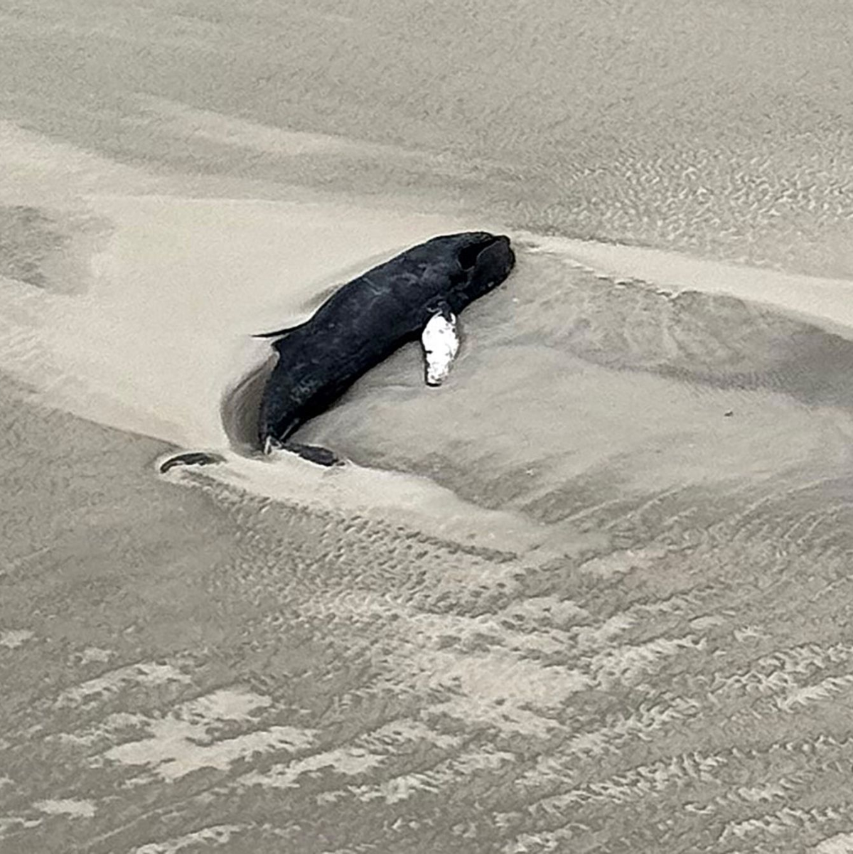 Der tote Buckelwal liegt im Sand in einer Senke. - Foto: -/Citynewstv/dpa