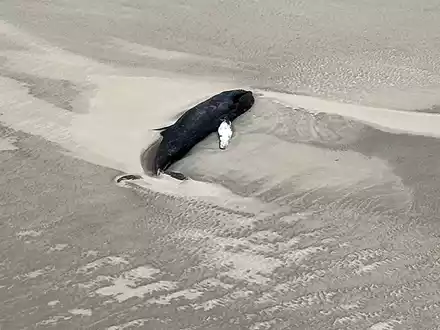 Der tote Buckelwal liegt im Sand in einer Senke. - Foto: -/Citynewstv/dpa