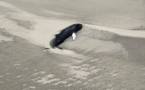 Der tote Buckelwal liegt im Sand in einer Senke. - Foto: -/Citynewstv/dpa