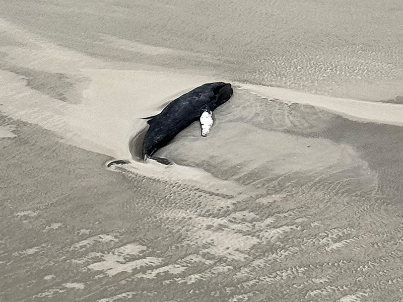Buckelwale kommen laut der Nationalparkverwaltung in der Deutschen Nordsee eher selten vor - es gibt aber immer mal wieder Sichtungen. - Foto: -/Citynewstv/dpa