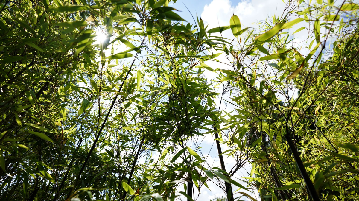 Am BGH geht es am Freitag um eine Bambushecke. (Archivbild) - Foto: Marcus Brandt/dpa