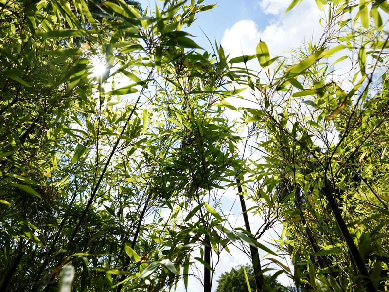 Am BGH ging es am Freitag um eine Bambushecke. (Archivbild) - Foto: Marcus Brandt/dpa