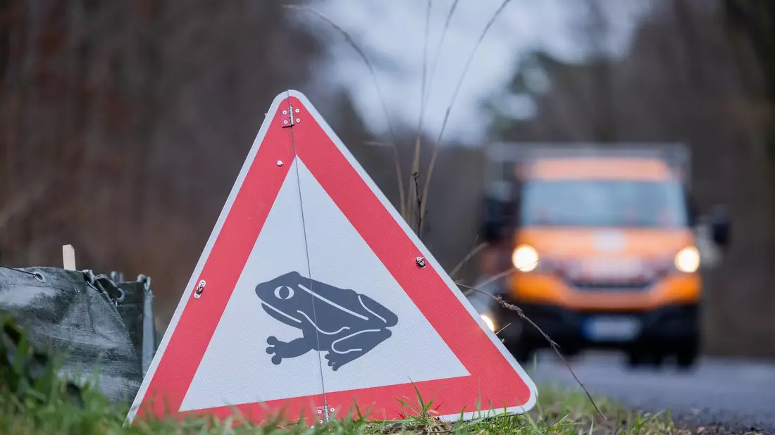 Zum Laichen wandern die Tiere meistens zu dem Gewässer, in dem sie selbst geboren sind (Archivbild). - Bild: Rolf Vennenbernd/dpa
