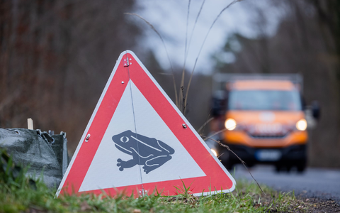 Zum Laichen wandern die Tiere meistens zu dem Gewässer, in dem sie selbst geboren sind (Archivbild). - Foto: Rolf Vennenbernd/dpa