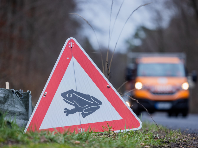 Zum Laichen wandern die Tiere meistens zu dem Gewässer, in dem sie selbst geboren sind (Archivbild). - Foto: Rolf Vennenbernd/dpa
