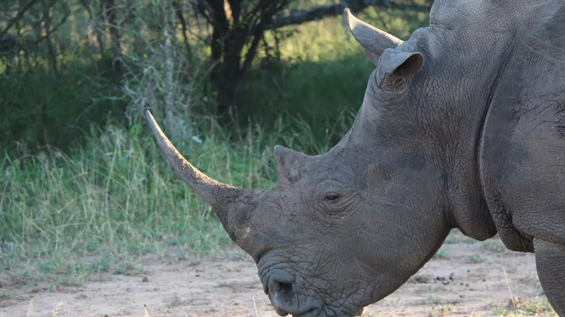  Ein Nashorn im Hlane Royal National Park in Eswatini. (Symbolbild) - Bild: Christian Selz/dpa-tmn