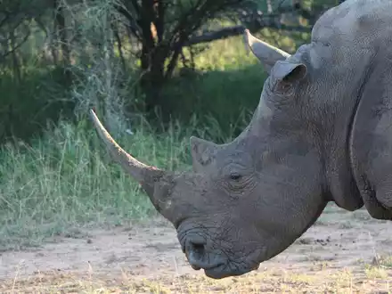  Ein Nashorn im Hlane Royal National Park in Eswatini. (Symbolbild) - Foto: Christian Selz/dpa-tmn