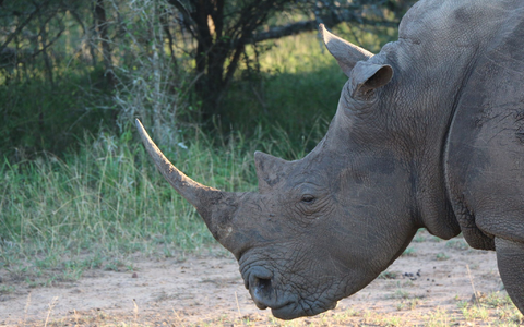  Ein Nashorn im Hlane Royal National Park in Eswatini. (Symbolbild) - Foto: Christian Selz/dpa-tmn