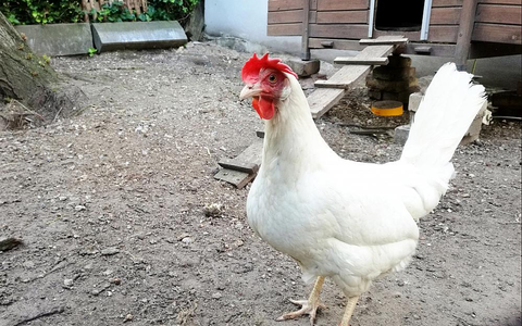 Henne (Archiv) - Foto: über dts Nachrichtenagentur