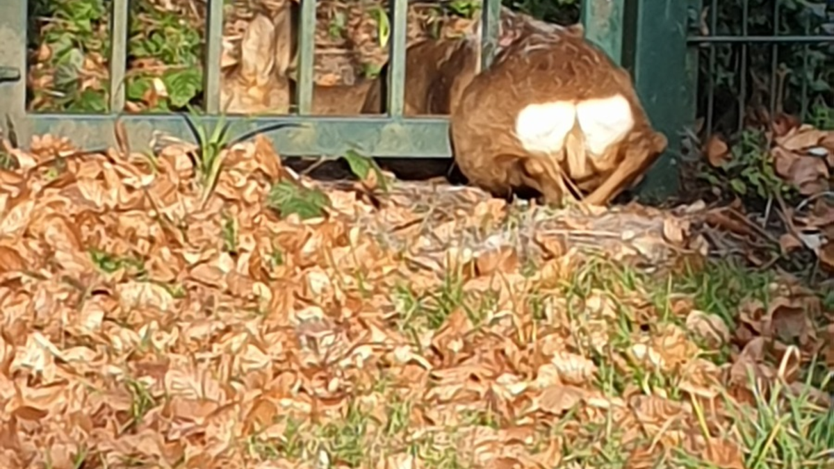 FW-BO: Reh aus dem Zaun in Bochum Linden gerettet - Foto: presseportal.de