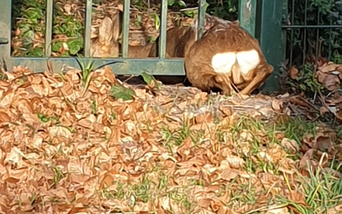 FW-BO: Reh aus dem Zaun in Bochum Linden gerettet - Foto: presseportal.de