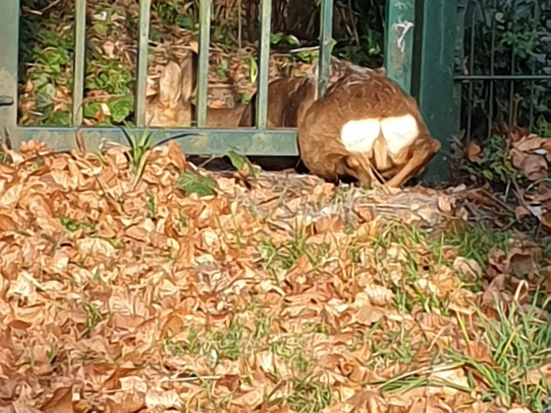 FW-BO: Reh aus dem Zaun in Bochum Linden gerettet - Foto: presseportal.de