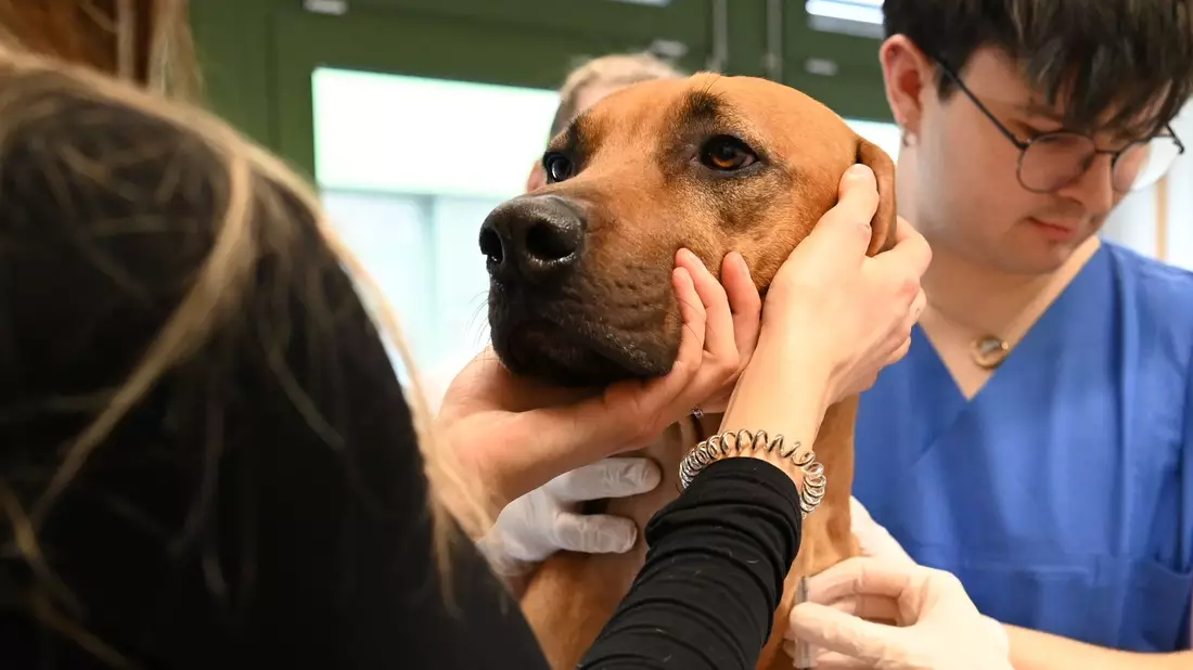 Tendenziell nehmen Bluttransfusionen bei Hunden zu, weil Besitzer bereit sind, teils auch viel Geld zu bezahlen.  - Bild: Elisa Schu/dpa