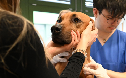Tendenziell nehmen Bluttransfusionen bei Hunden zu, weil Besitzer bereit sind, teils auch viel Geld zu bezahlen. - Foto: Elisa Schu/dpa Tendenziell nehmen Bluttransfusionen bei Hunden zu, weil Besitzer bereit sind, teils auch viel Geld zu bezahlen. - Foto: Elisa Schu/dpa