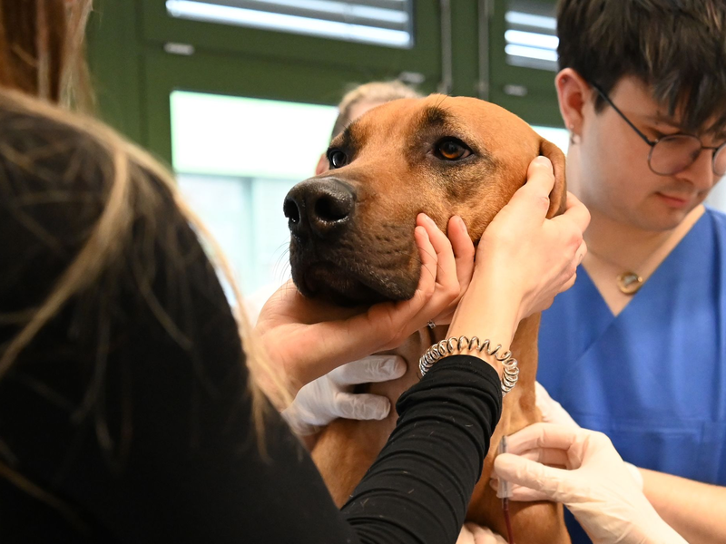 Tendenziell nehmen Bluttransfusionen bei Hunden zu, weil Besitzer bereit sind, teils auch viel Geld zu bezahlen.  - Foto: Elisa Schu/dpa