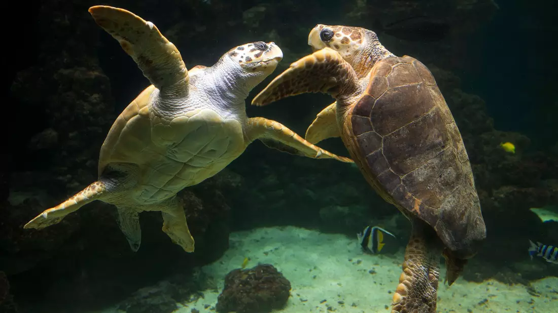 Unechte Karettschildkröten leben in fast allen gemäßigten und subtropischen Regionen des Atlantiks, Pazifiks und Indischen Ozeans sowie im Mittelmeer. (Archivbild) - Bild: picture alliance / dpa