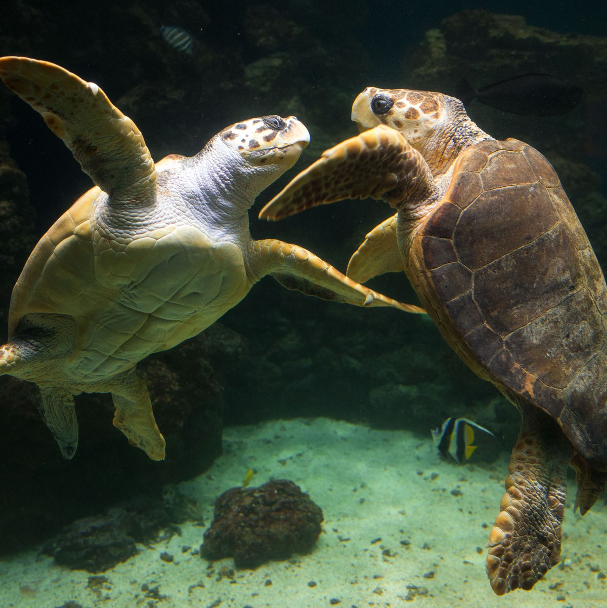 Unechte Karettschildkröten leben in fast allen gemäßigten und subtropischen Regionen des Atlantiks, Pazifiks und Indischen Ozeans sowie im Mittelmeer. (Archivbild) - Foto: picture alliance / dpa
