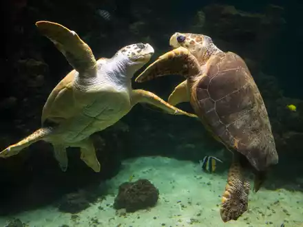 Unechte Karettschildkröten leben in fast allen gemäßigten und subtropischen Regionen des Atlantiks, Pazifiks und Indischen Ozeans sowie im Mittelmeer. (Archivbild) - Foto: picture alliance / dpa