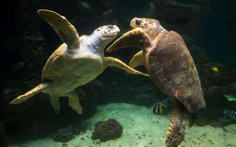 Unechte Karettschildkröten leben in fast allen gemäßigten und subtropischen Regionen des Atlantiks, Pazifiks und Indischen Ozeans sowie im Mittelmeer. (Archivbild) - Foto: picture alliance / dpa