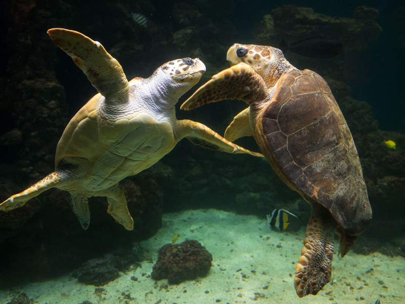 Unechte Karettschildkröten leben in fast allen gemäßigten und subtropischen Regionen des Atlantiks, Pazifiks und Indischen Ozeans sowie im Mittelmeer. (Archivbild) - Foto: picture alliance / dpa