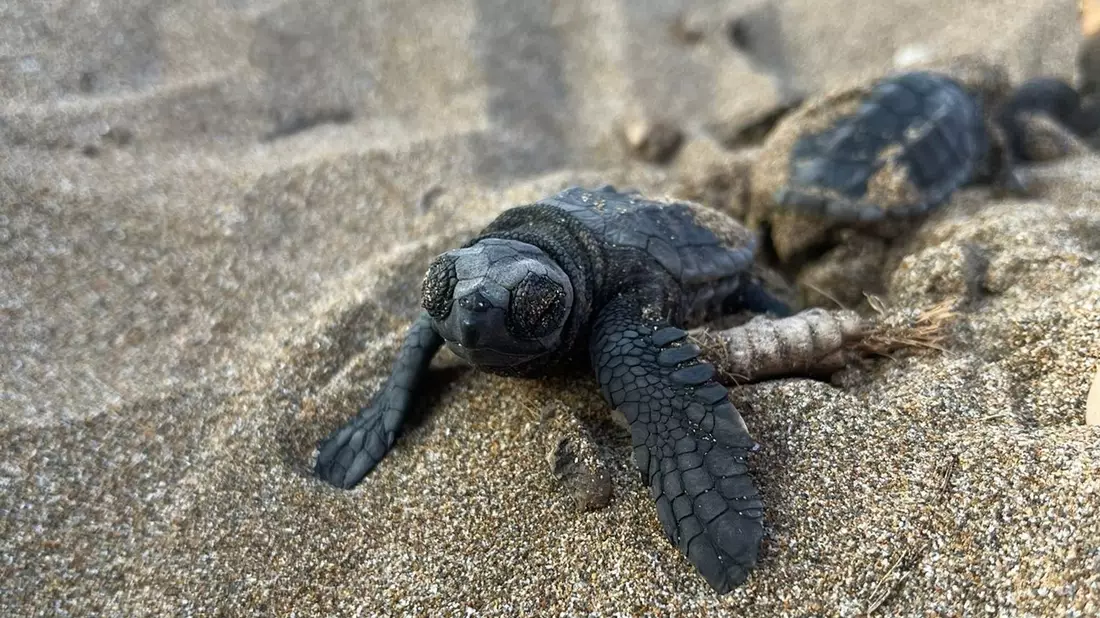 Unechte Karettschildkröten machen sich nach dem Schlüpfen auf den Weg zum Meer. - Bild: -/Society for Protection of Turtles/dpa