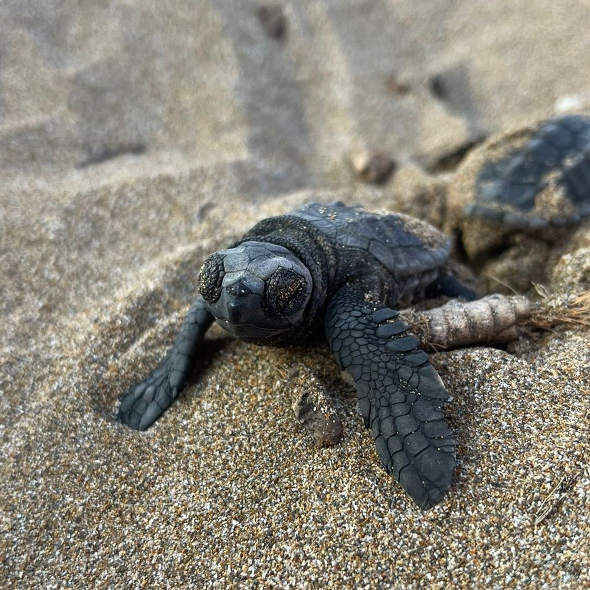 Unechte Karettschildkröten machen sich nach dem Schlüpfen auf den Weg zum Meer. - Foto: -/Society for Protection of Turtles/dpa