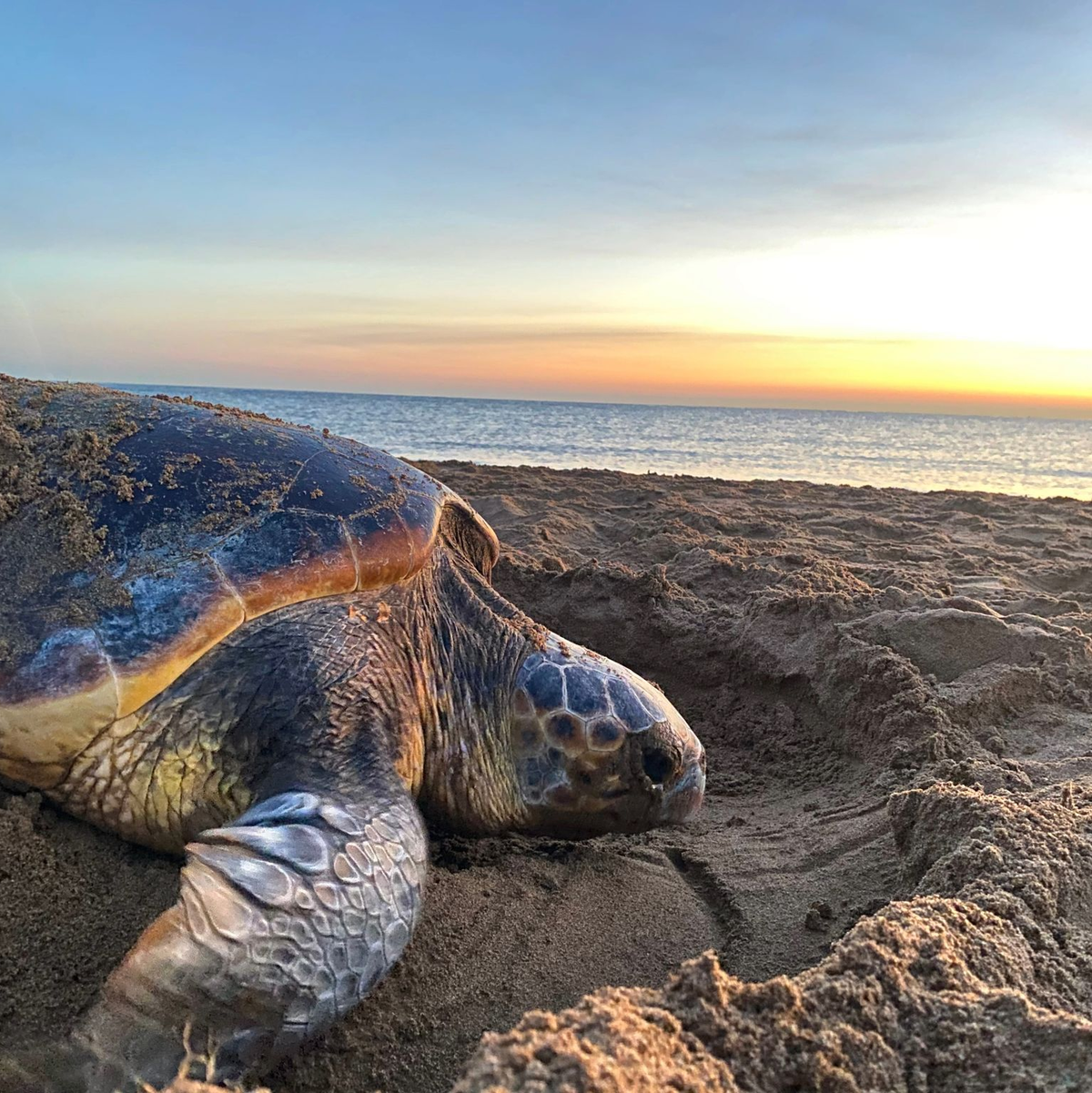 Eine Grüne Meeresschildkröte kehrt nach der Eiablage ins Wasser zurück. - Foto: Mollie Rickwood/-/dpa