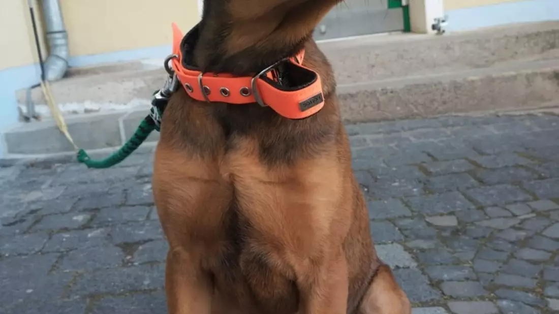 LPI-NDH: Unverantwortliche Tierhalter gesucht!!! - Bild: presseportal.de