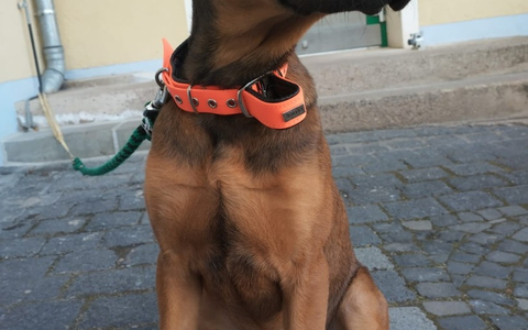 LPI-NDH: Unverantwortliche Tierhalter gesucht!!! - Foto: presseportal.de