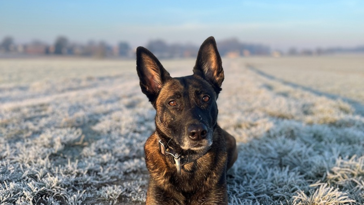 POL-MI: Tara spürt vermisste Frau auf - Foto: presseportal.de