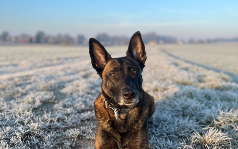 POL-MI: Tara spürt vermisste Frau auf - Foto: presseportal.de