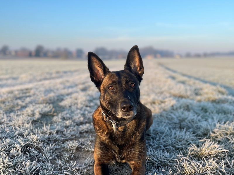 POL-MI: Tara spürt vermisste Frau auf - Foto: presseportal.de