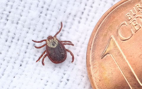 Zecken werden immer häufiger in Landkreisen aktiv, die noch gar nicht als Risikogebiete eingestuft sind. (Symbolbild) - Foto: Sebastian Willnow/dpa Zecken werden immer häufiger in Landkreisen aktiv, die noch gar nicht als Risikogebiete eingestuft sind. (Symbolbild) - Foto: Sebastian Willnow/dpa