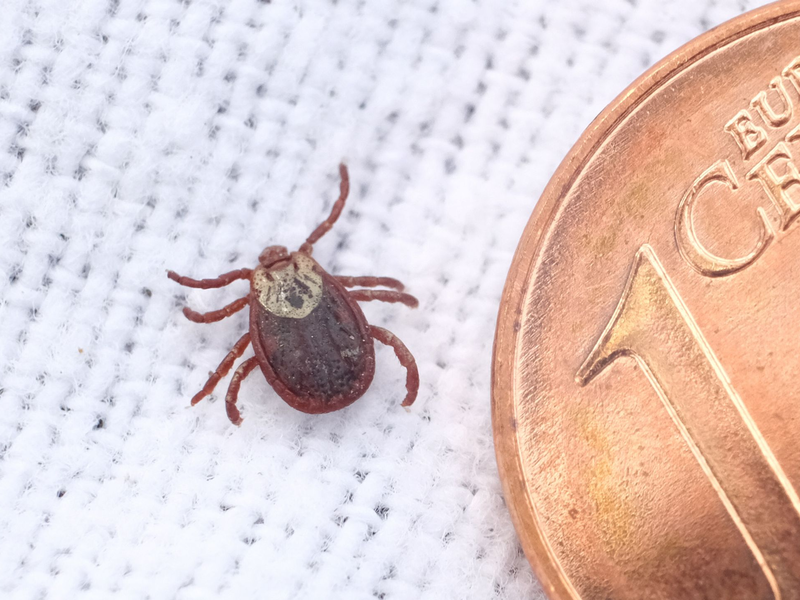 Zecken werden immer häufiger in Landkreisen aktiv, die noch gar nicht als Risikogebiete eingestuft sind. (Symbolbild) - Foto: Sebastian Willnow/dpa