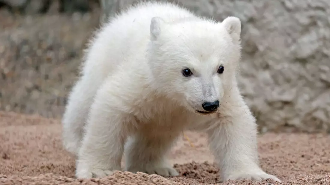Der Kleine hat noch keinen Namen. (Archivbild) - Bild: Timo Deible/Zoo Karlsruhe/dpa