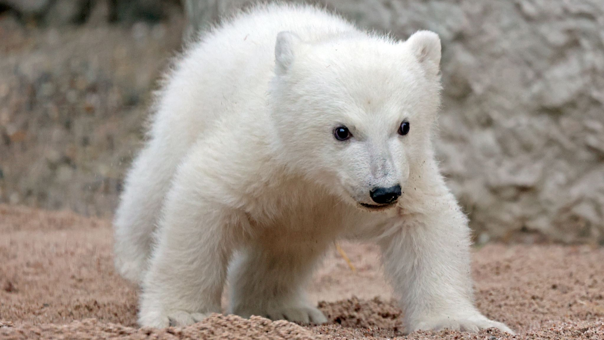 Der Kleine hat noch keinen Namen. (Archivbild) - Foto: Timo Deible/Zoo Karlsruhe/dpa
