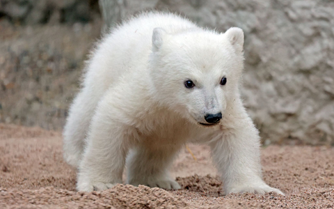 Der Kleine hat noch keinen Namen. (Archivbild) - Foto: Timo Deible/Zoo Karlsruhe/dpa