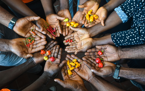 In dem Saatgut-Tresor sind gut 14.000 neue Saatgut-Proben deponiert worden.  - Foto: Neil Palmer/dpa