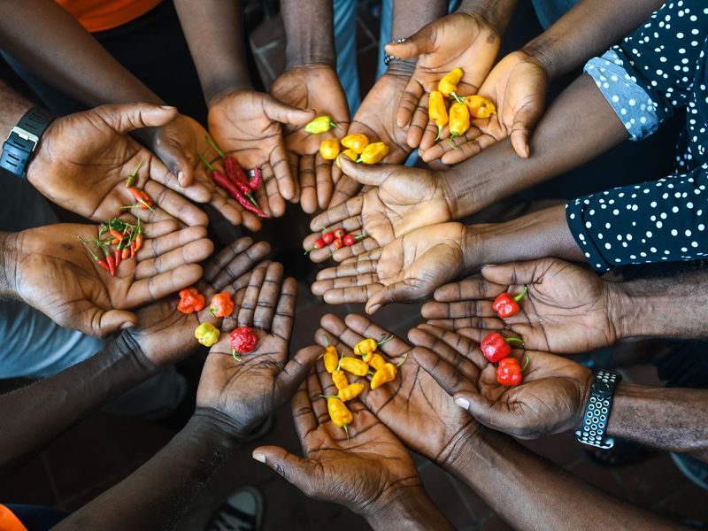 In dem Saatgut-Tresor sind gut 14.000 neue Saatgut-Proben deponiert worden.  - Foto: Neil Palmer/dpa