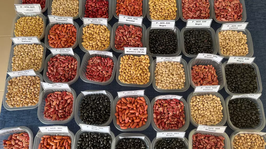 Auch etliche Reissorten sind im Tresor gelagert. - Bild: L.M. Salazar / Crop Trust/dpa